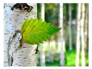 Fotótapéta - Birch leaf