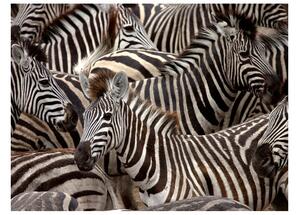 Fotótapéta - Herd zebrák