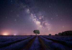 Művészeti fotózás Lavender fields nightshot, joanaduenas, (40 x 26.7 cm)