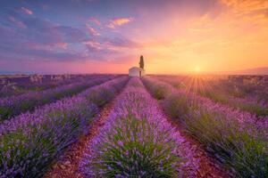 Illusztráció France, Alpes-de-Haute-Provence, Valensole, lavender field at, Westend61