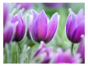Fotótapéta - Lila tavasz tulipán