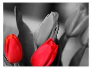 Fotótapéta - Piros tulipánok fekete-fehér, háttér