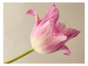 Fotótapéta - Pink tulip