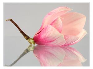 Fotótapéta - Egy magányos magnólia virág