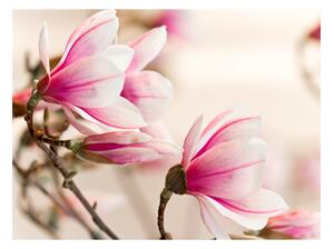 Fotótapéta - Branch of magnolia tree