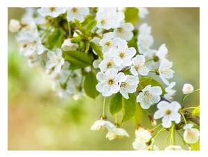 Fotótapéta - Gyönyörű finom cseresznye virágok