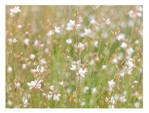 Fotótapéta - Fehér finom virágok