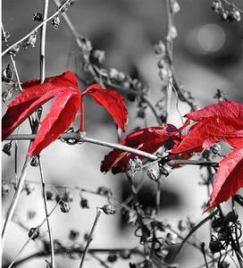 Piros levelek fotótapéta