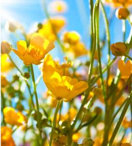 Fotótapéta sárga virágok