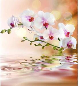 Fotótapéta fehér orchidea