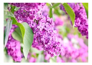 Fotótapéta - Lilac flowers
