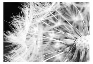 Fotótapéta - Black and white dandelion