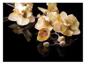 Fotótapéta - Orchids in ecru color