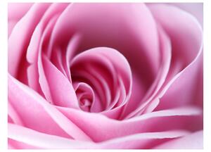Fotótapéta - Rózsaszín rózsa