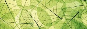 Öntapadós fotótapéta konyhába levelek struktúr mintája