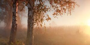 Kép őszi erdő ködben