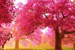 Kép varázslatos virágzó cseresznye fák