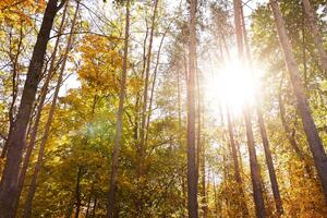 Kép erdő őszi színekben
