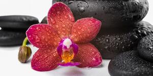 Kép Zen kövek és orchidea fehér háttérrel