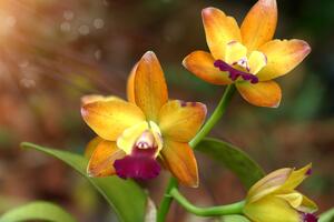 Kép narancssárga orchidea