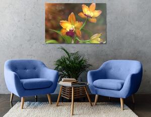 Kép narancssárga orchidea