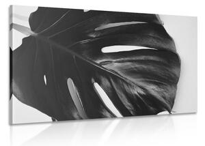 Kép könnyezőpálmafa levél fekete fehérben
