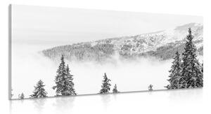 Kép fenyőfák hópaplan alatt fekete fehérben
