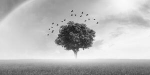 Kép magányos fa egy réten, fekete-fehér