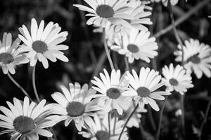 Kép szezszorszép kertben fekete fehérben