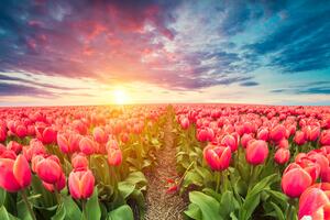 Kép napkelte tulipán rét felett