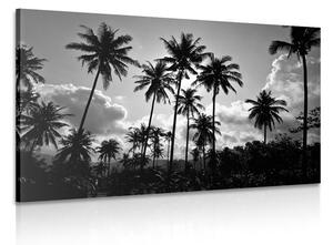 Kép kókuszdió pálmák a tengerparton fekete fehérben