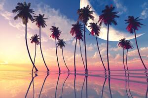 Kép naplemente a trópusi pámafák felett