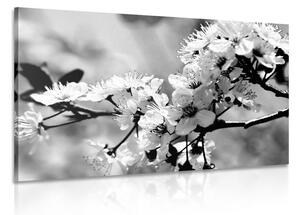 Kép cseresznye virág fekete fehérben