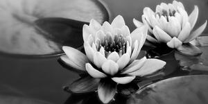 Kép fekete fehér lótusz virág tóban