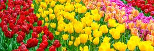 Kép tulipán kert