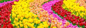 Kép színes tulipánok