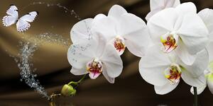Kép lepke és orchidea