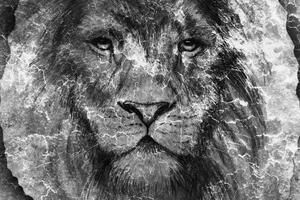 Kép oroszlán arc fekete fehérben