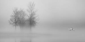 Kép fák ködben fekete fehér kivitelben