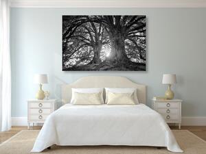 Kép fenséges fák fekete fehér kivitelben