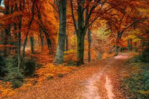 Kép erdő őszi időben - 60x40