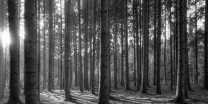 Kép reggel az erdőben fekete fehér kivitelben