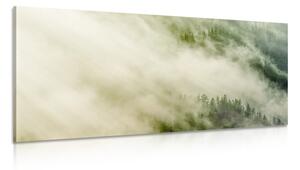 Kép erdő ködben