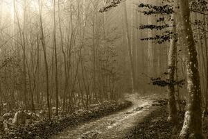 Kép út az erdőben szépia kivitelben