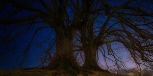 Kép fák éjjeli tája