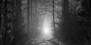 Napsugár erdőben fekete fehérben