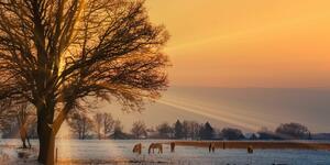 Kép lovak havas tájban