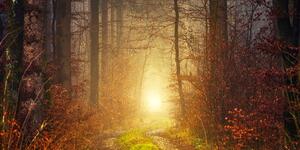 Kép napsugár erdőben