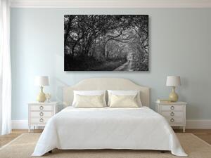 Kép fekete fehér erdő