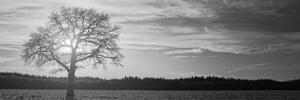 Kép magányos fa fekete fehérben